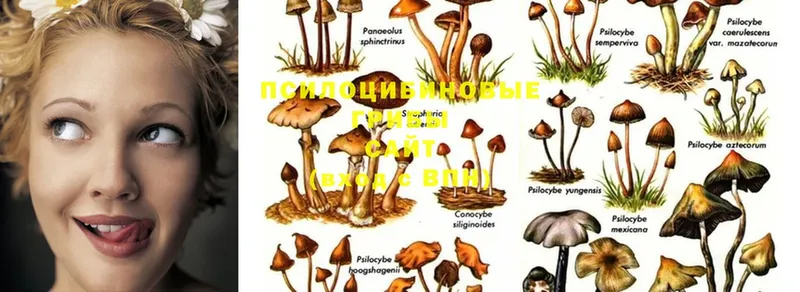 Галлюциногенные грибы Psilocybe  Пошехонье 